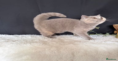 British Shorthair cats - Advert 10