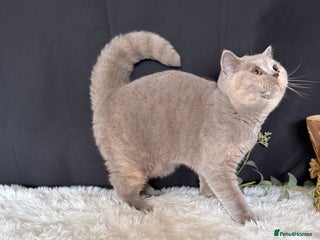 British Shorthair cats - Advert 24