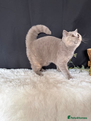 British Shorthair cats - Advert 2