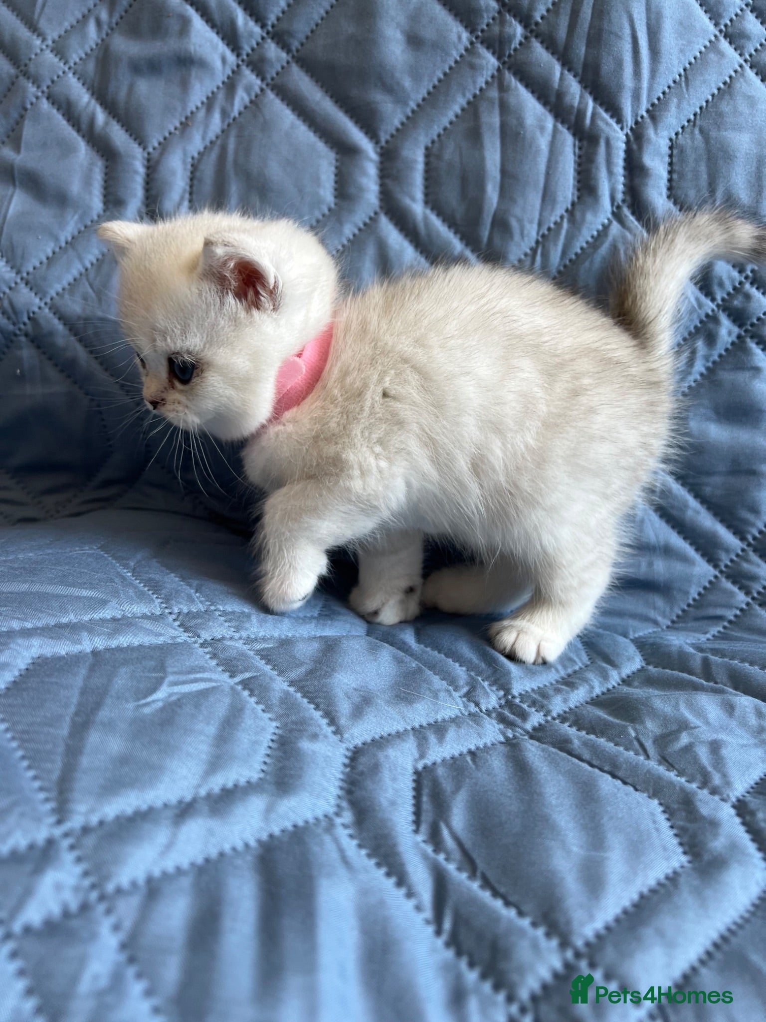 British Shorthair cats Silver pedigree British Shorthair kittens  - Advert 2