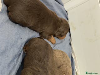 Cocker Spaniel dogs 2 cream 6 week old cockerspaniel girls - Advert 1