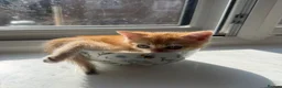 British Shorthair cats for sale: 5 Chocholate golden British shorthair kittens 🐱  - Advert 2