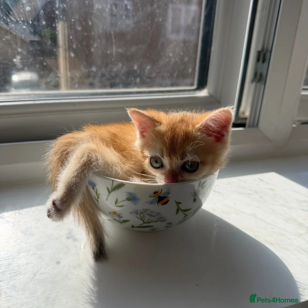 British Shorthair cats for sale: 5 Chocholate golden British shorthair kittens 🐱  - Advert 2
