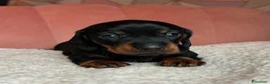 Miniature Dachshund 1