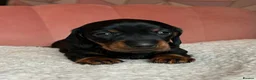 Miniature Dachshund dogs for sale: Smooth haired Dachshund puppies. - Advert 4