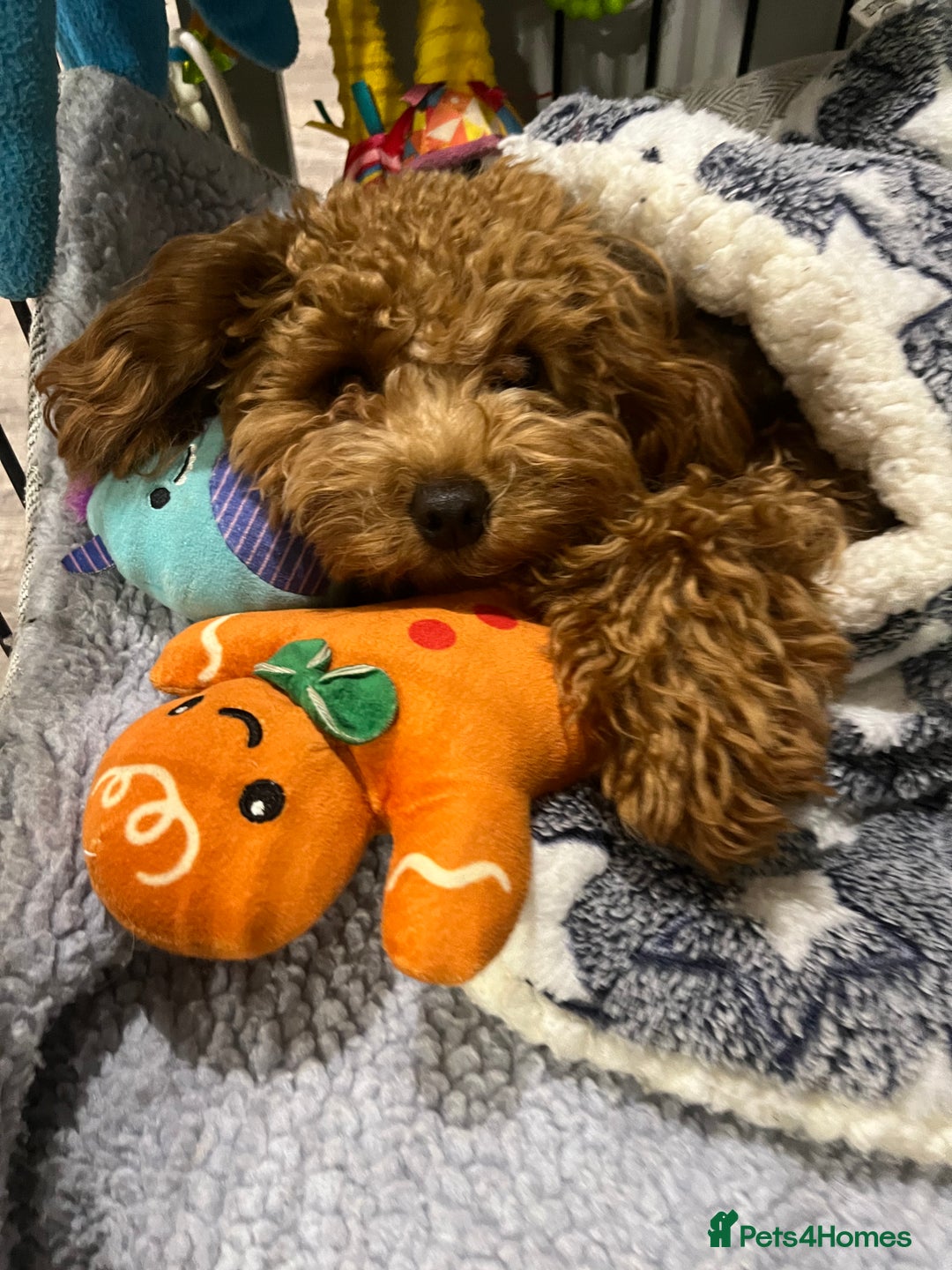 Cavapoo dogs for sale: F1b tiny toy Cavapoo male.  - Advert 4