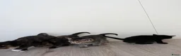 Mixed Breed cats for sale: *3 left* 4 STUNNING kittens for sale - Advert 8