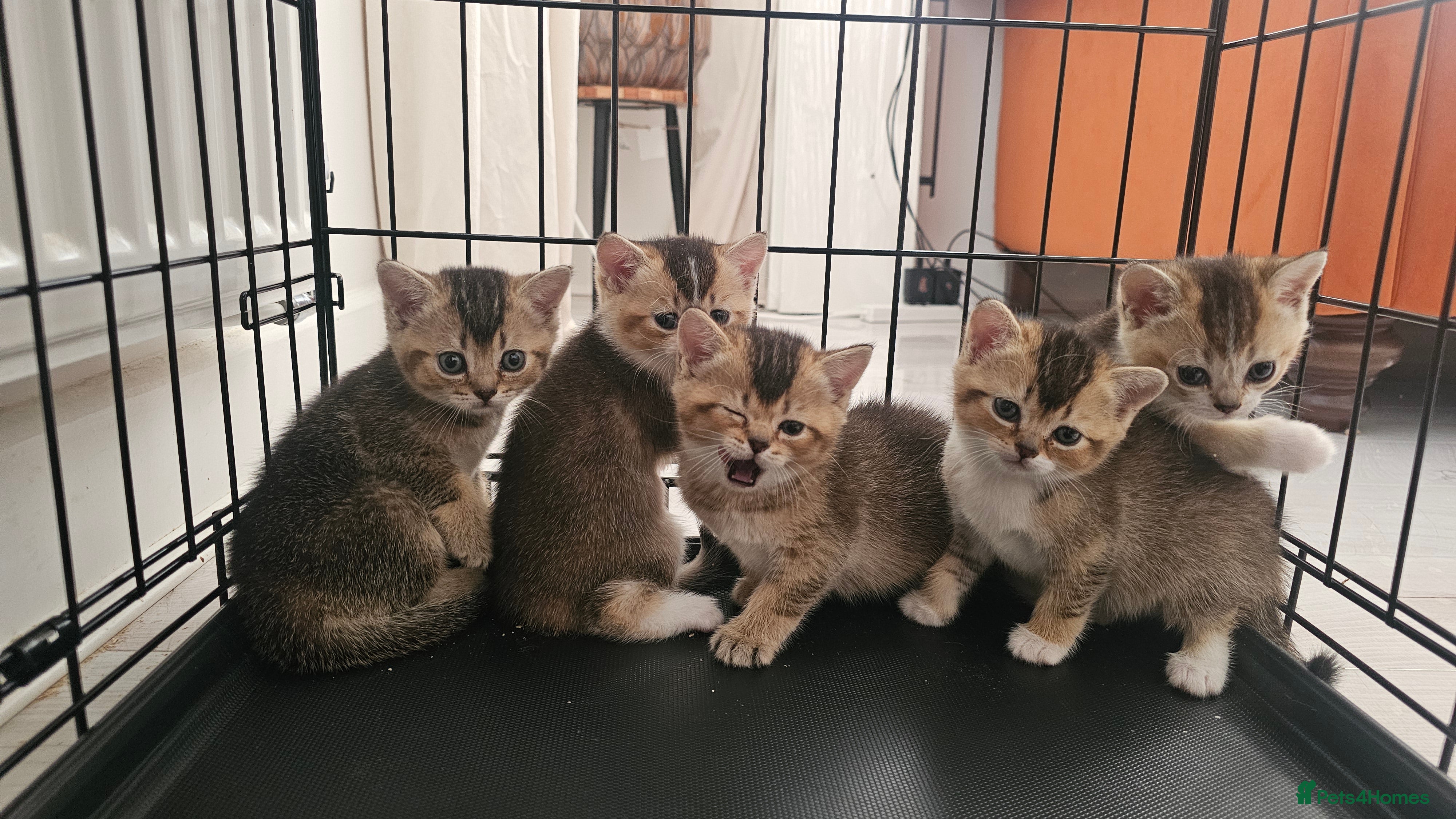 British Shorthair cats British shorthairs and Scottish straights - Advert 12