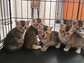 British Shorthair cats British shorthairs and Scottish straights - Advert 12