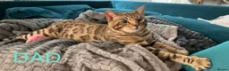 Mixed Breed cats for sale: Stunning Bengal Cross Ragdoll Kittens in Wickford - Advert 11