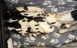 English Springer Spaniel dogs for sale: KC registered Springer spaniels puppies  - Image 2