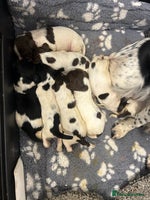 English Springer Spaniel dogs - Advert 1