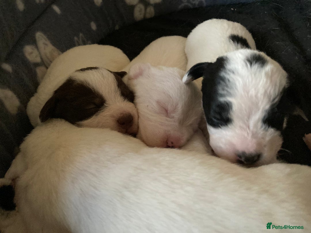 Mixed Breed dogs for sale: 6 beautiful puppies  - Image 3