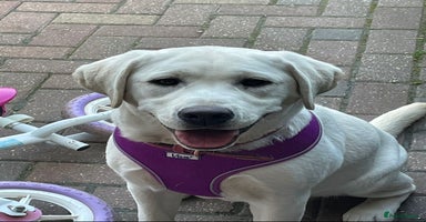 Labrador Retriever dogs - Advert 8