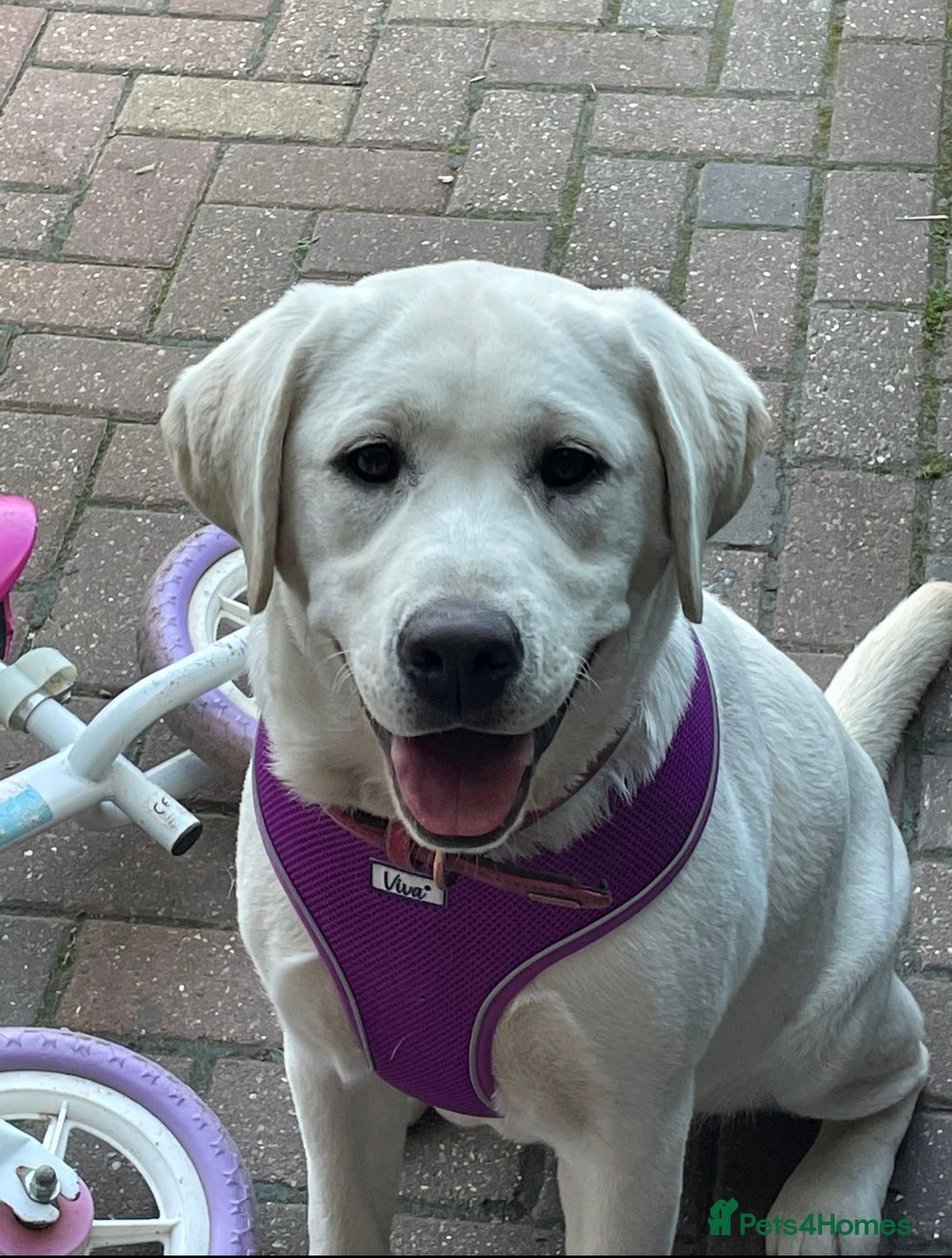 Labrador Retriever dogs for sale: 4 adorable KC reg puppy labradors ready to go  - Image 9