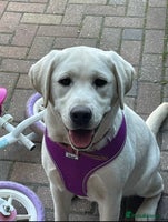 Labrador Retriever dogs - Advert 8