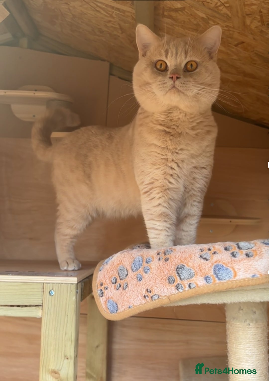 British Shorthair cats for stud: Active GCCF Championship status BSH STUD, Blood B! - Advert 6