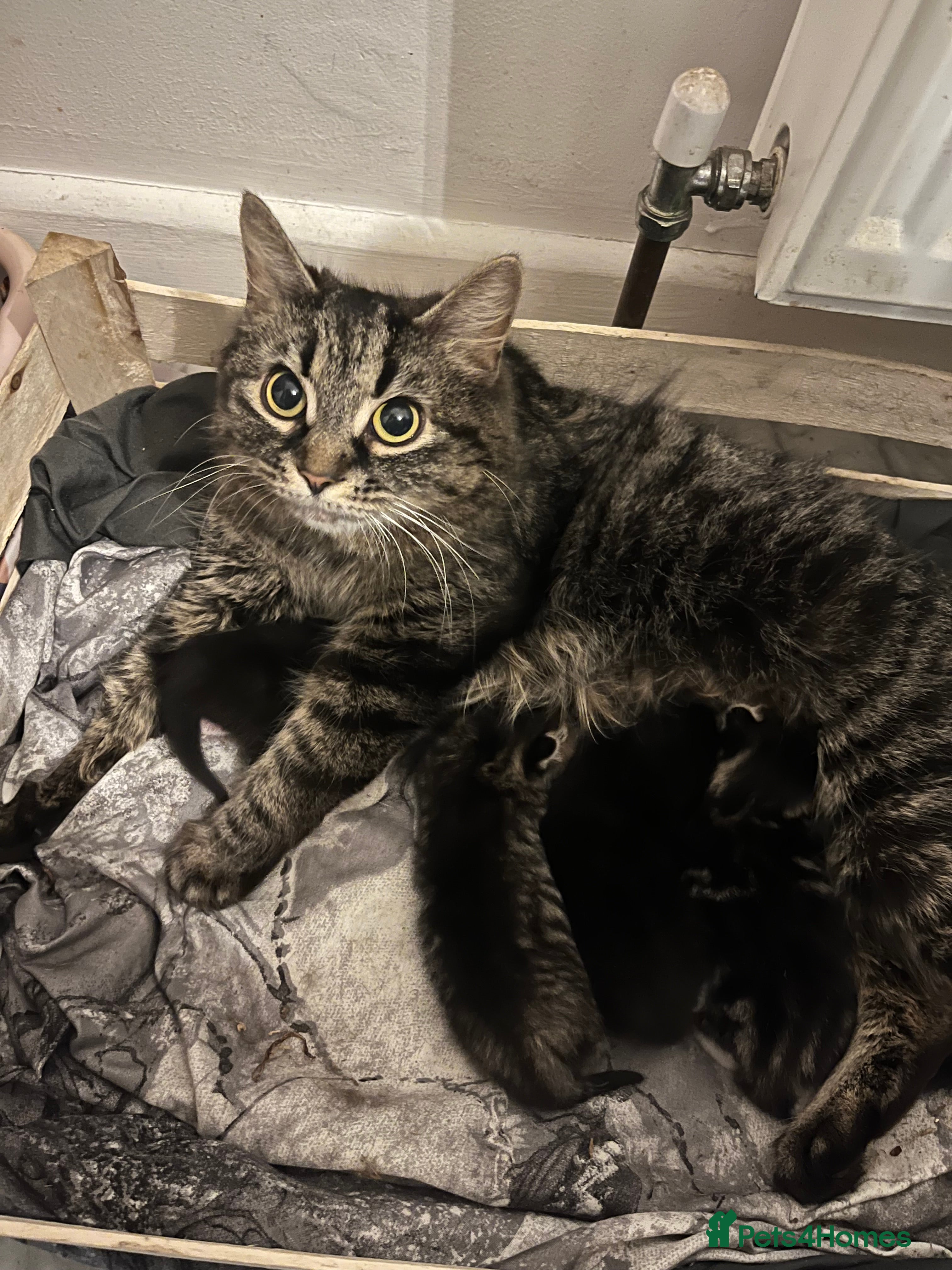 Mixed Breed cats Mixed Maine coone babies - Advert 1