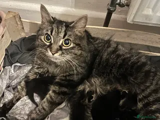 Mixed Breed cats Mixed Maine coone babies - Advert 1