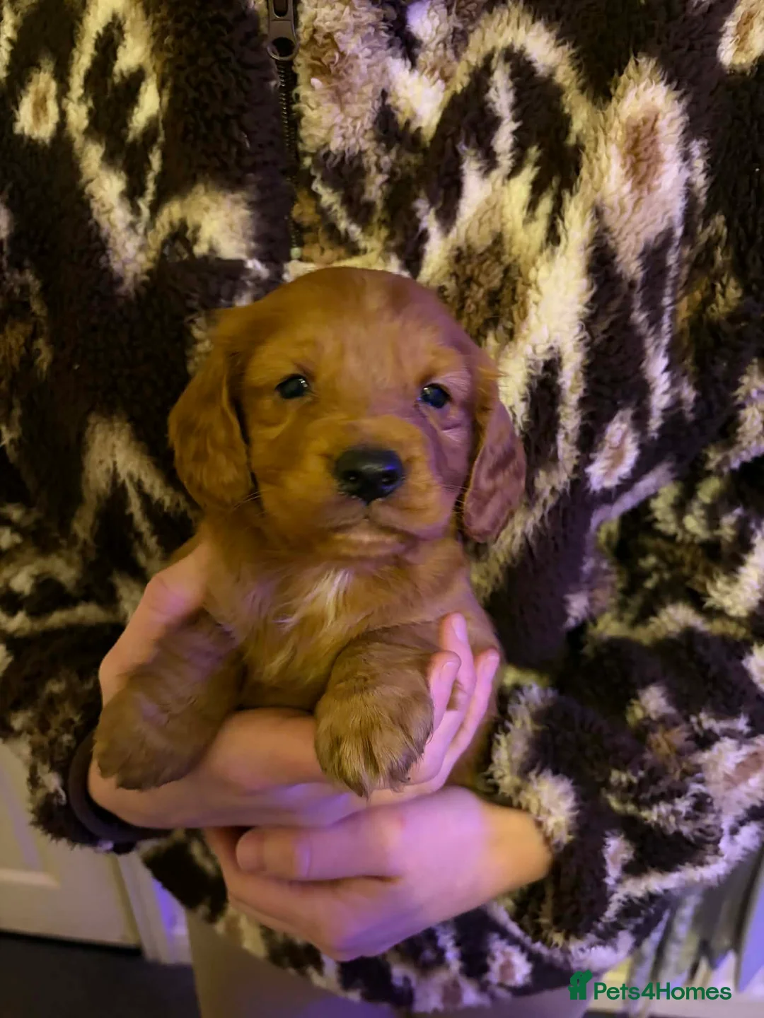 Cockapoo dogs for sale: Cockapoo puppies  - Advert 8