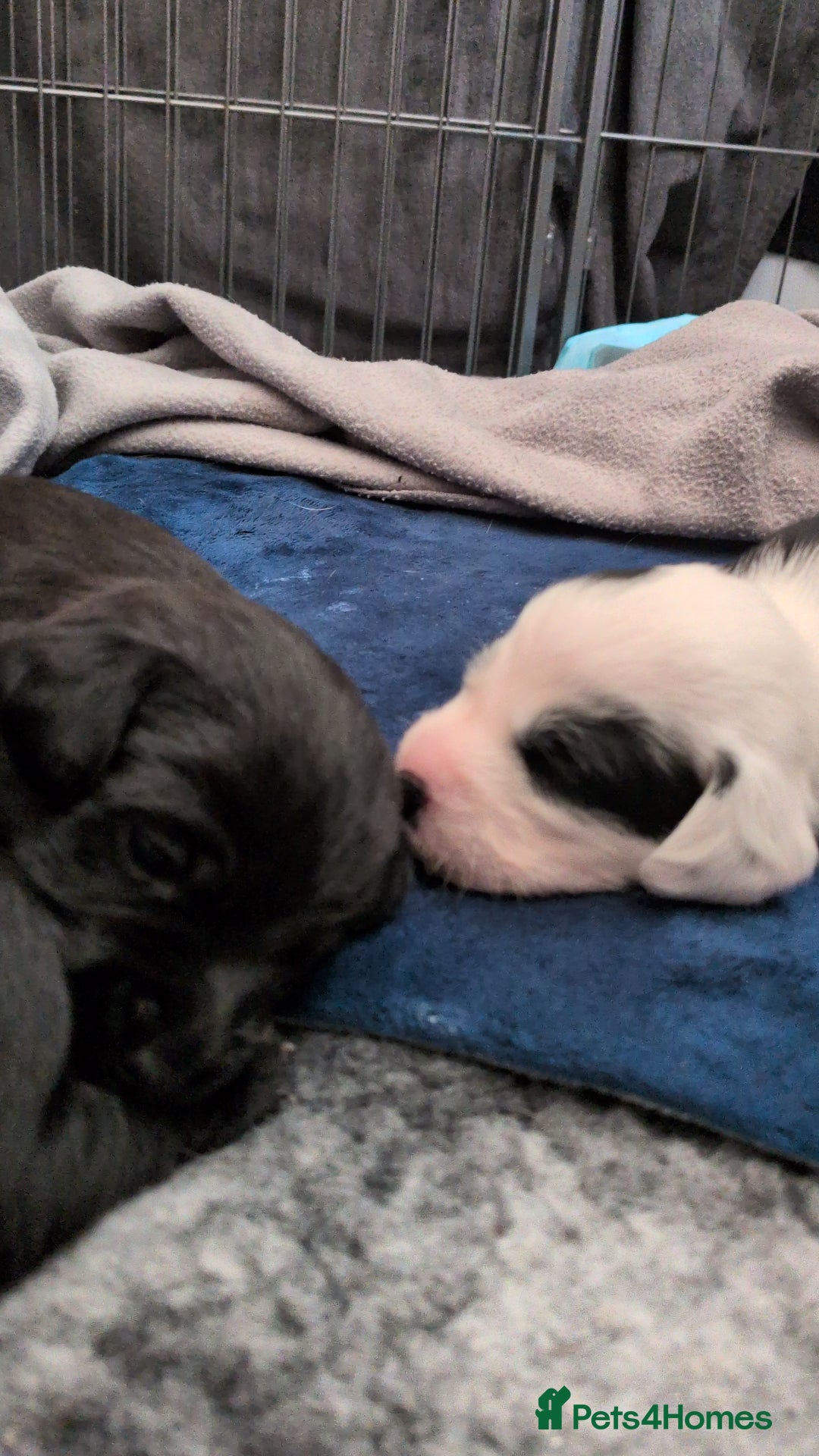 Mixed Breed dogs for sale: Puppies: Cocker Spaniel/Jack Russell  - Advert 4