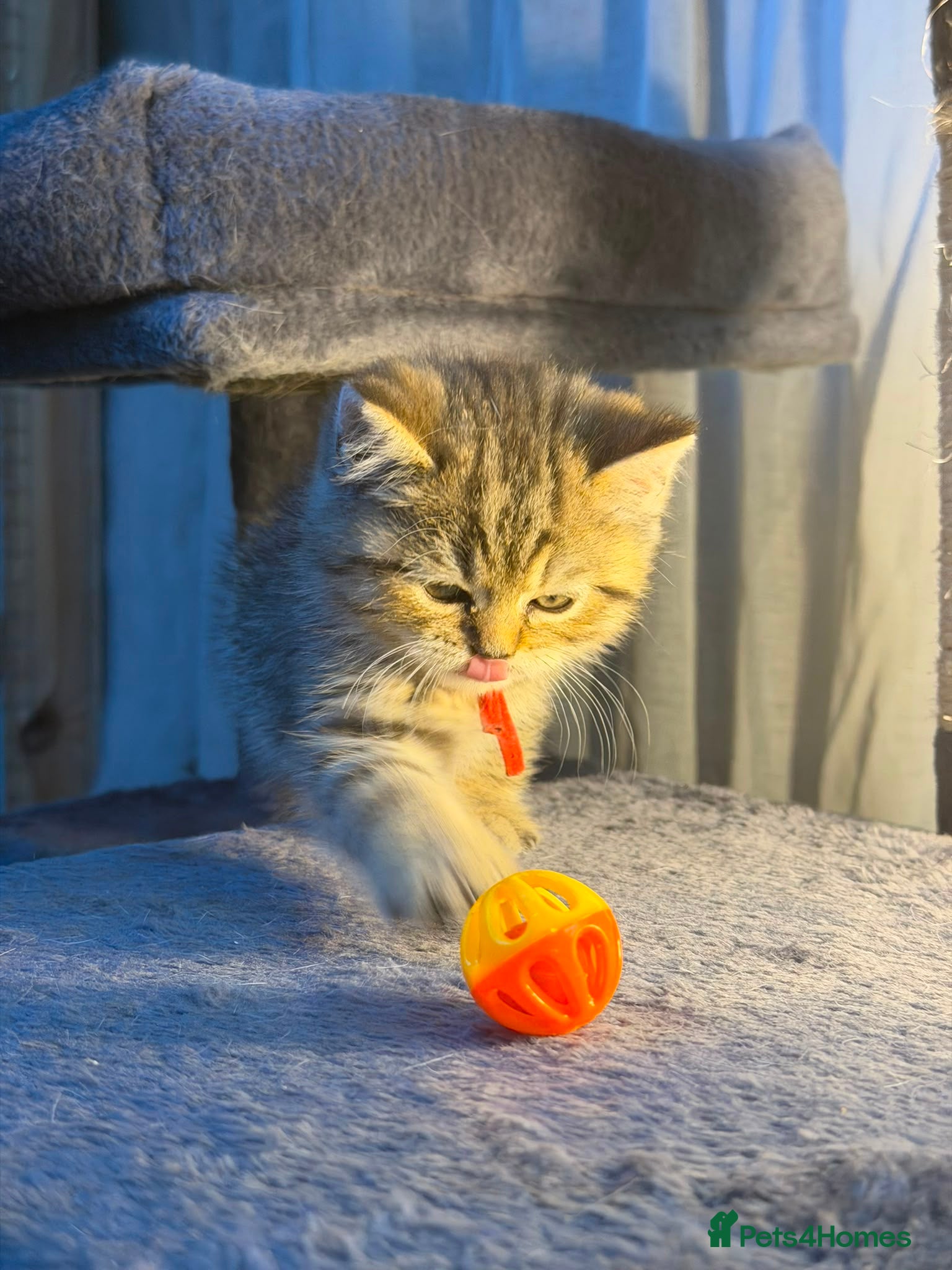 British Longhair cats BLH Adorable unique kittens TICA - Advert 12