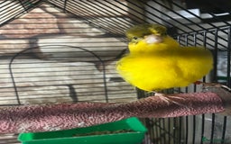 Lovebirds birds for sale: Male & female  - Advert 5