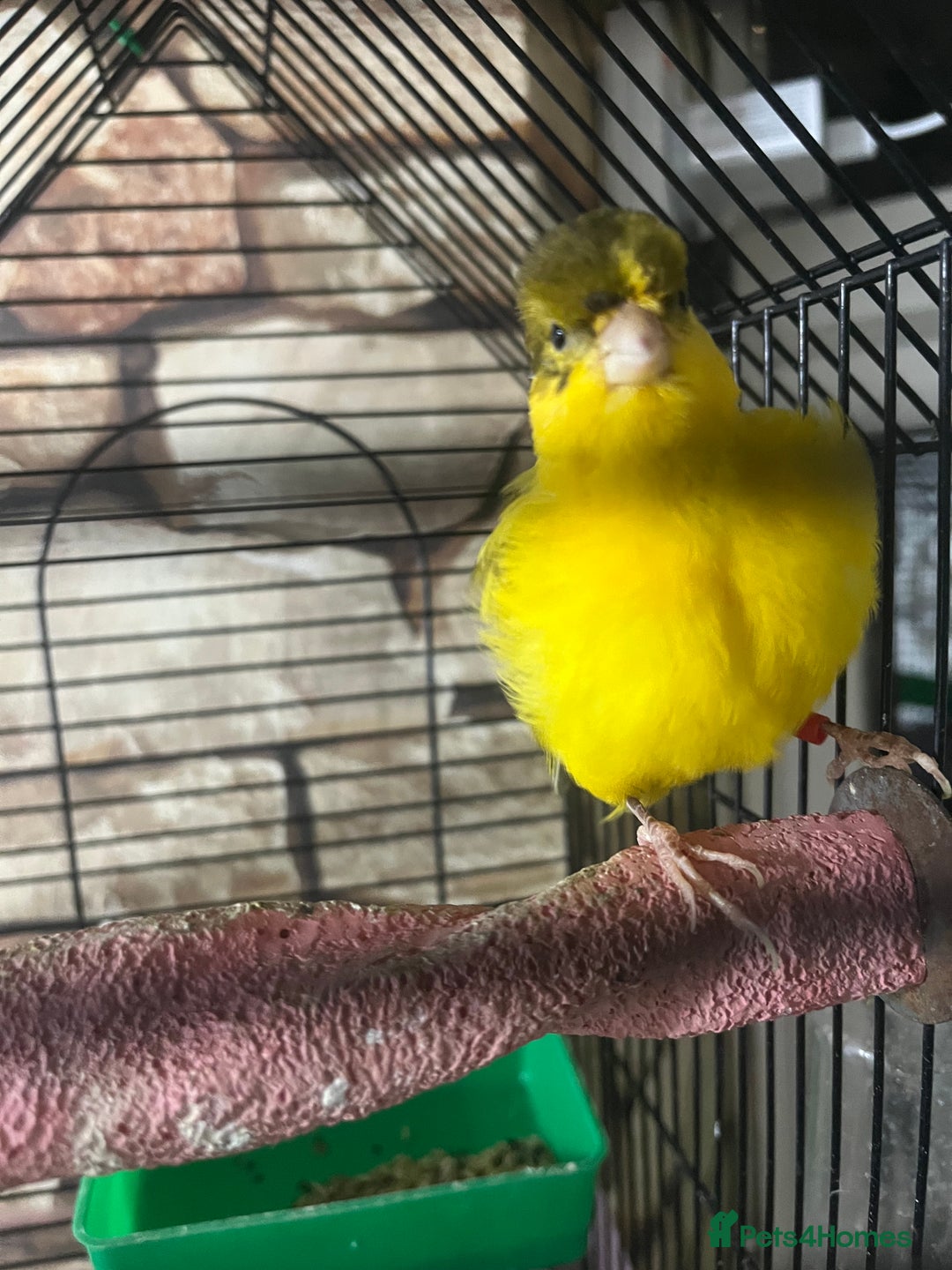 Lovebirds birds for sale: Male & female  - Advert 5