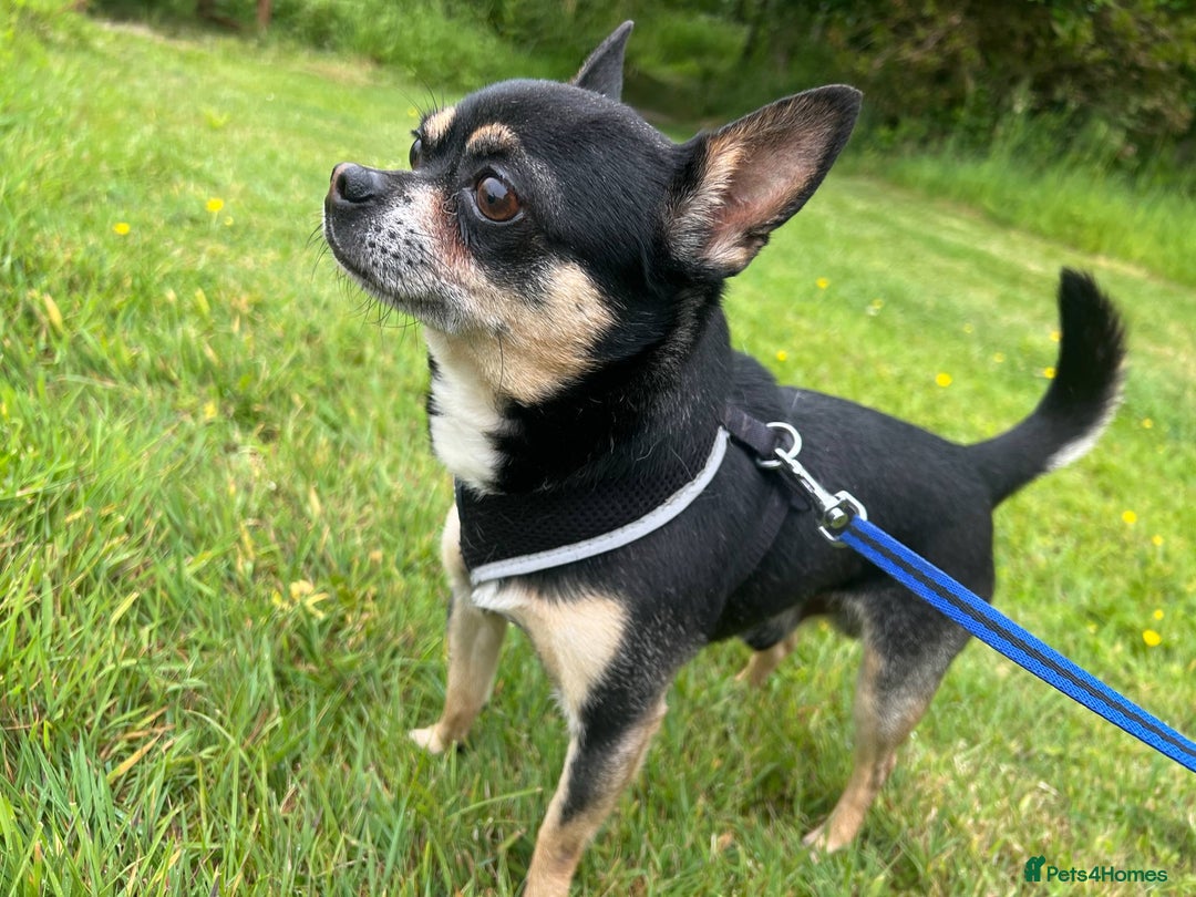 Chihuahua dogs for stud: For Stud  - Image 1