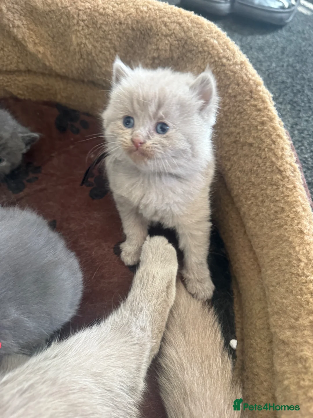 British Shorthair cats for sale: British shorthair kittens  - Advert 2