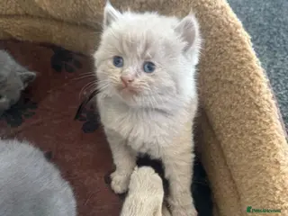 British Shorthair cats British shorthair kittens - Advert 2