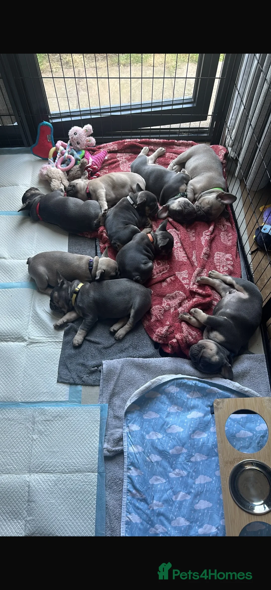 French Bulldog dogs for stud: Blue and tan frenchie bulldog looking to stud  - Advert 8