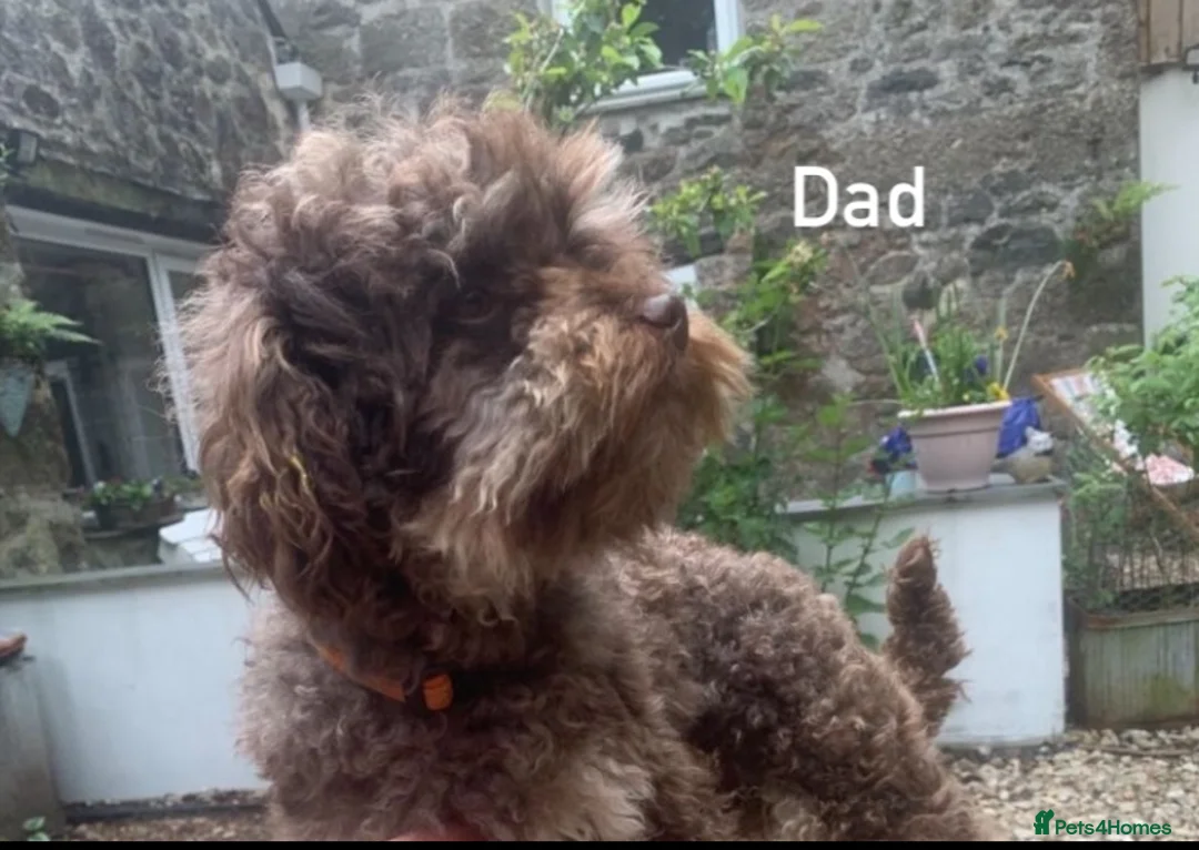 Mixed Breed dogs for sale: One gorgeous girl left Cotondoodle  - Advert 7