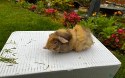 Guinea Pig rodents for sale: Baby boars  - Image 11