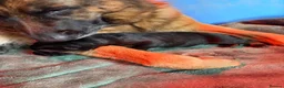 German Shepherd dogs for sale: Male KC registered German Shepherd Pups for sale - Advert 5