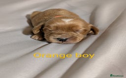 Cockapoo dogs for sale: Stunning f1 Cockapoo puppy's  - Image 10