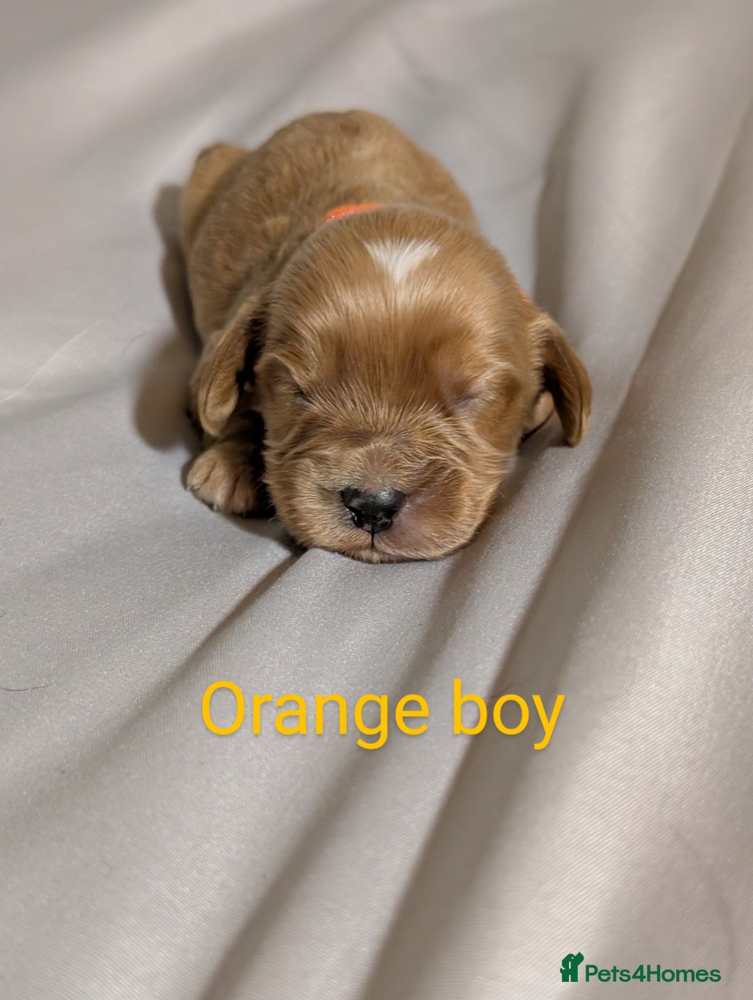 Cockapoo dogs for sale: Stunning f1 Cockapoo puppy's  - Image 10