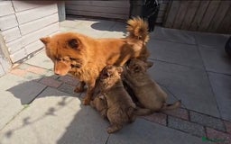 Mixed Breed dogs for sale: Chocolate frenchie X Chow carrying pink  - Image 32