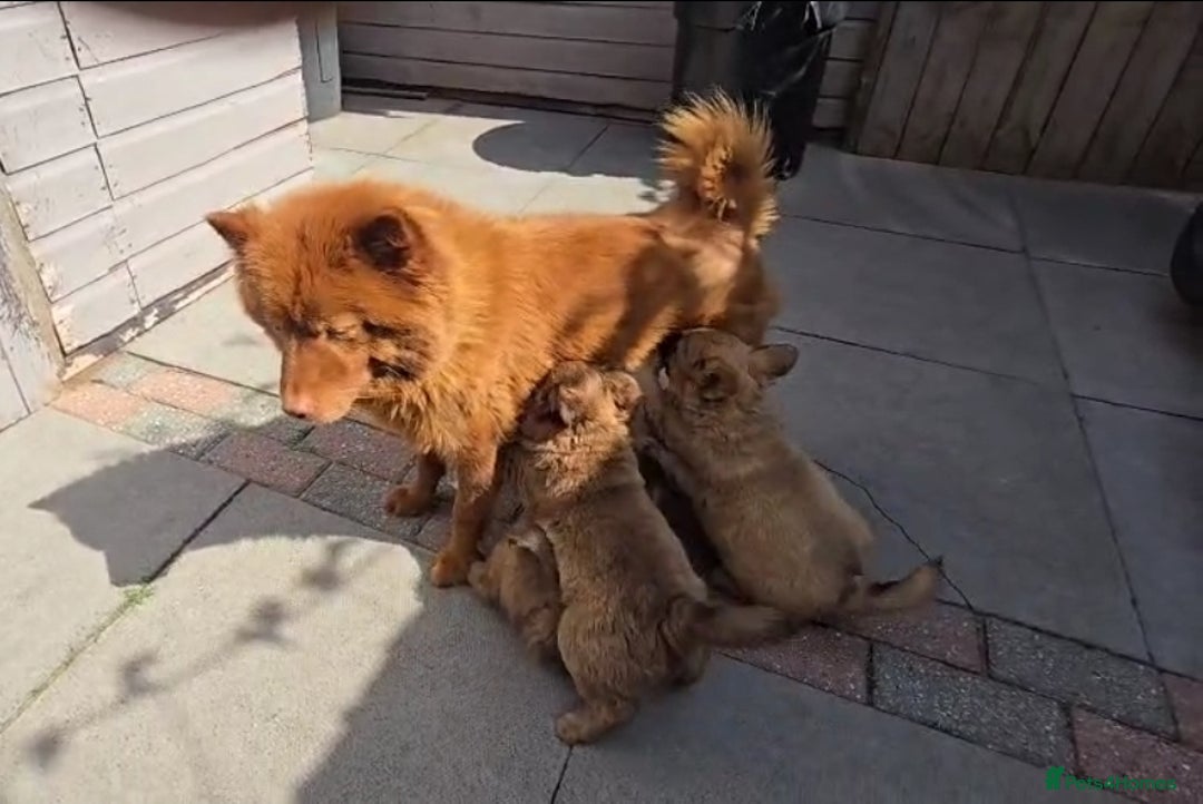 Mixed Breed dogs for sale: Chocolate frenchie X Chow carrying pink  - Image 32