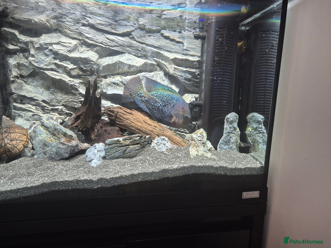 Cichlids fish for sale: Vieja Cichlid Fish - Advert 4