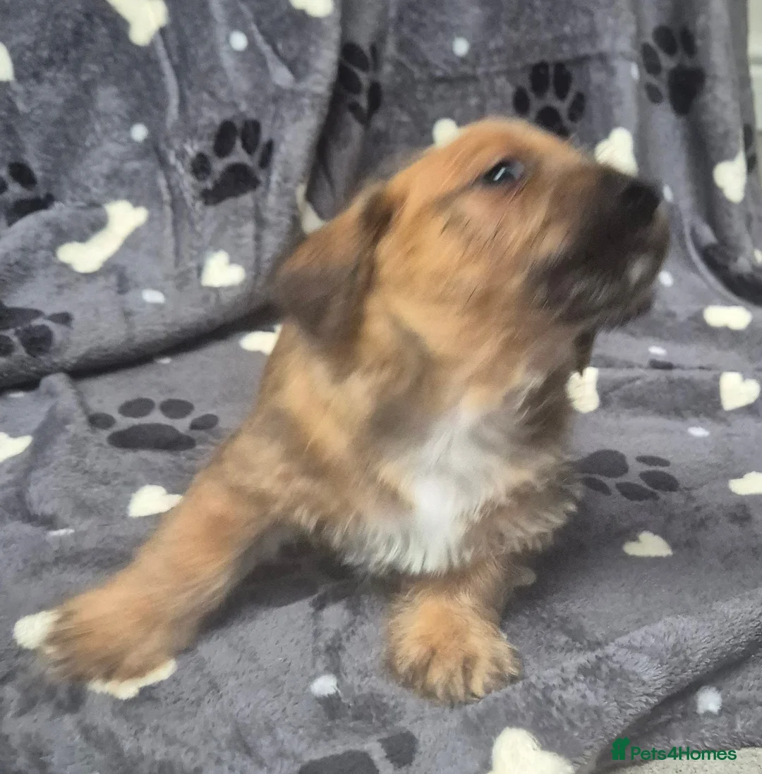 Jackapoo dogs for sale: Jackapoo type pups - Advert 9