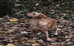 Golden Retriever dogs for sale: KC Registered Golden Retrievers  - Image 29
