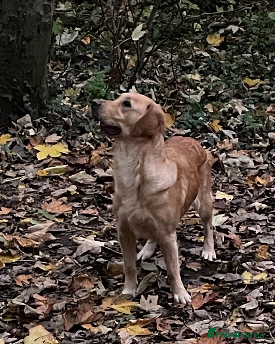 Golden Retriever dogs for sale: KC Registered Golden Retrievers  - Image 29