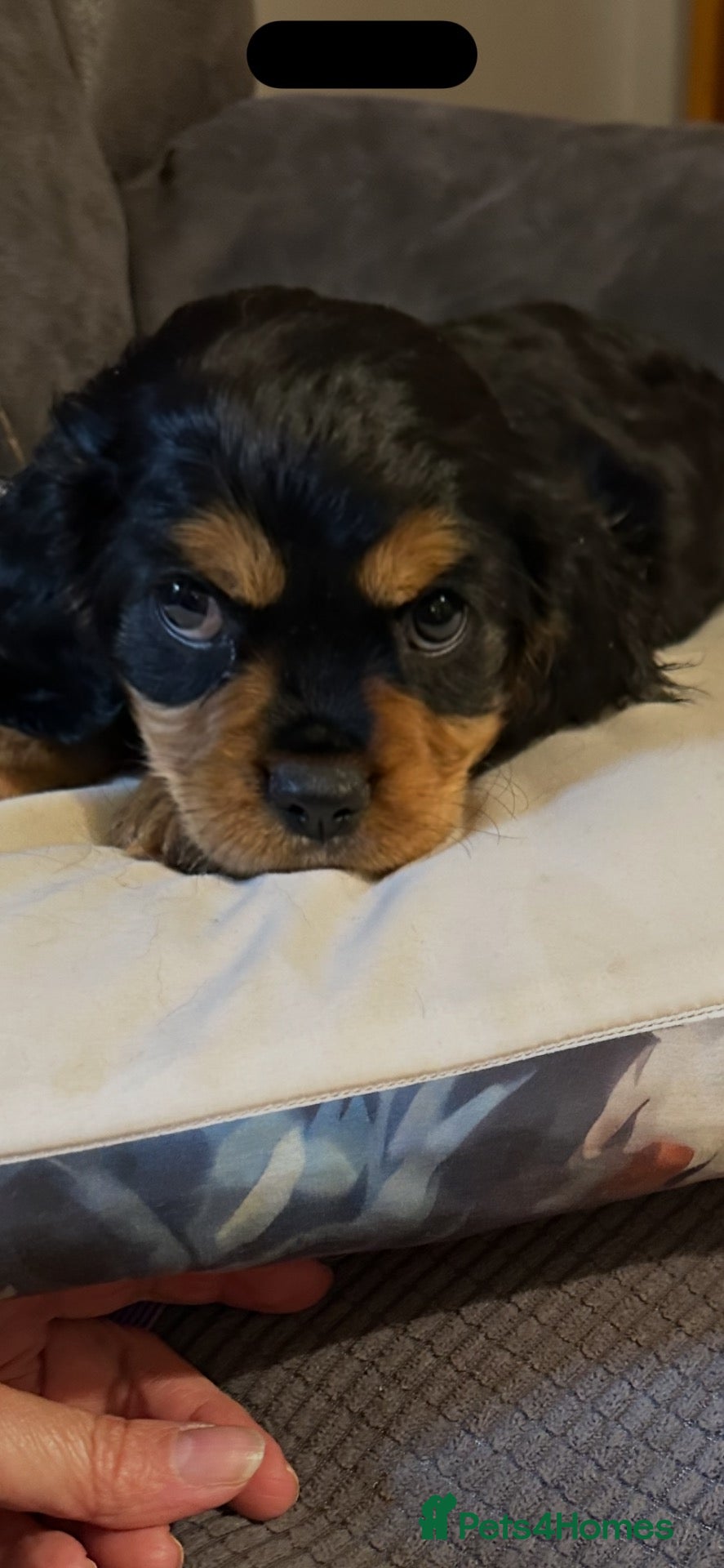 Cavalier King Charles Spaniel dogs Adorable boys - Advert 5