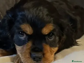 Cavalier King Charles Spaniel dogs Adorable boys - Advert 5
