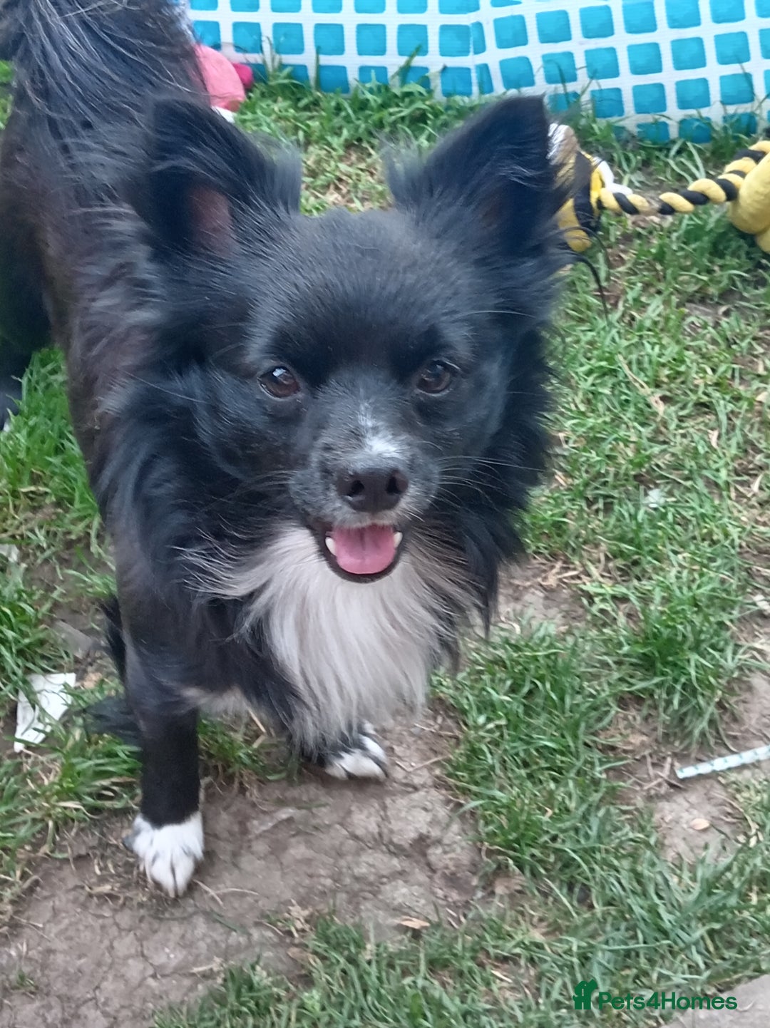 Chihuahua dogs for stud: Jasper - Advert 2