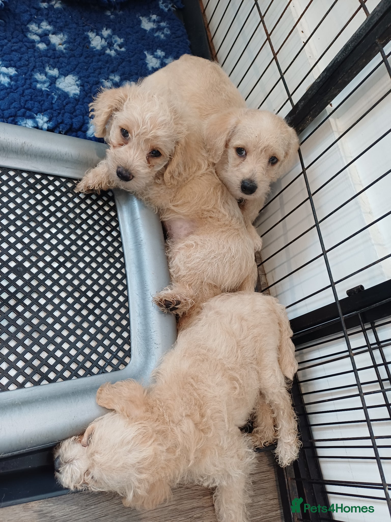 Schnoodle dogs for sale: Schnoodles 2x boy and 1x girl  in Bury Saint Edmunds - Advert 4