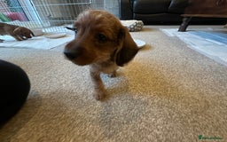 Mixed Breed dogs for sale: Doxiepoo puppys, Dachshund, Poodle - Image 10