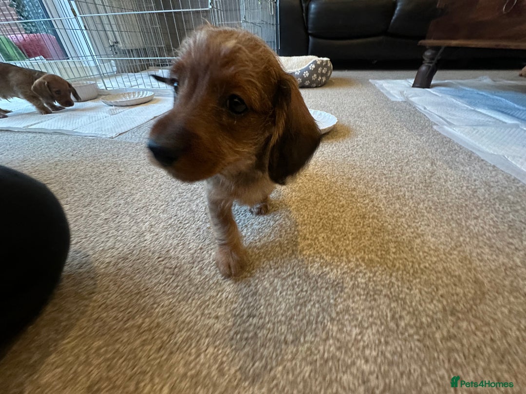 Mixed Breed dogs for sale: Doxiepoo puppys, Dachshund, Poodle - Image 10