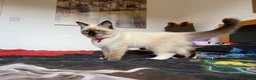 Ragdoll cats for sale: Ragdoll Kittens for Sale - Advert 30